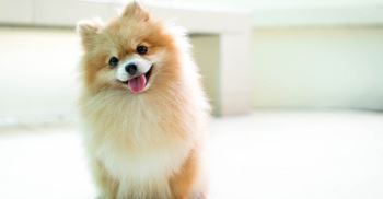 Pet friendly
